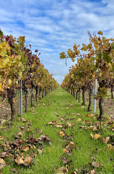 vineyards pied de vignes