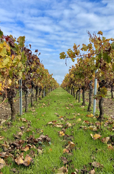 vignobles pied de vignes